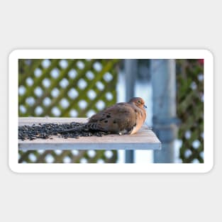 Sleepy Dove Enjoying Sunflower Seeds Sticker